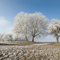 Frost covering trees and a grassy field in Stratford