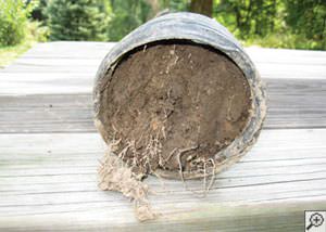 clogged french drain found in , Texas